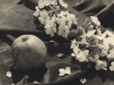 The Flower and the Fruit Photographie