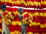 Muslim Boys Carry Freshly Dyed Kalawa Thread Photographic Print