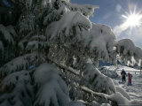 Hikers Walk on a Path Beside Snow Covered Trees Photographic Print by Christof Stache