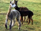 Sheared Alpacas Look Around Their Field August17, 2003, in Sandpoint, Idaho Photographic Print by Jay Cohn