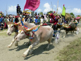 Balinese Riders Race Their Water Buffalos Photographic Print
