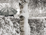 A Man with a Umbrella Walks by Snowy Trees During Heavy Snowfall Lámina fotográfica