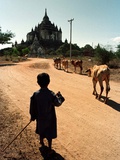 A Young Burmese Boy Tends His Family's Cows Near the Thatbinnyu Temple Photographie