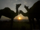 Camels at the Annual Cattle Fair in Pushkar, India, November 2, 2006 Photographic Print by Rajesh Kumar Singh