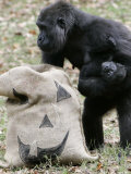 Sukari, an 8-Year-Old Mother Gorilla, Rummages Through a Trick or Treat Bag Photographic Print by John Amis