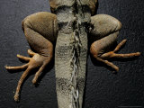 Shabango, an 8-Year-Old Iguana Photographic Print by Carolyn Kaster