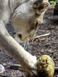 Kutchani, a Female Lion Plays with a Pumpkin at Sydney's Taronga Zoo, October 31, 2005 Photographic Print by Mark Baker