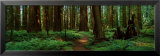 Sequoias Poster by Alain Thomas