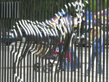 A Zebra on the Front Gate of the 75-Year-Old Zoo in Warsaw, Poland,June 24, 2003 Photographic Print by Czarek Sokolowski