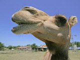 A Camel from Doug Baum's Herd is Shown in Valley Mills, Texas, Thursday, July 13, 2006 Photographic Print by L.m. Otero