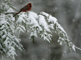 A Male Northern Cardinal Sits on a Pine Branch in Bainbridge Township, Ohio, January 24, 2007 Photographie par Amy Sancetta