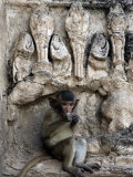 A Young Long-Tailed Macaque Sits Alone While Enjoying a Treat at Wat Prang Sam Yot Photographic Print by David Longstreath
