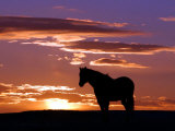 A Wild Horse Lingers at the Edge of the Badlands Near Fryburg, N.D. Fotografie-Druck von Ruth Plunkett