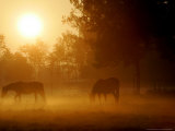 Horses Graze in a Meadow in Early Morning Fog in Langenhagen Near Hanover, Germany, Oct 17, 2006 Photographic Print by Kai-uwe Knoth
