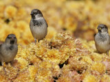 A Group of Sparrows Warm Themselves in the Noon Sun, in Lafayette Park Across from the White House Photographic Print by Ron Edmonds