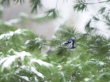 A Bluejay Peeks out from Snowy Pine Branches Photographie