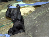 Kimani, an Endangered Female Western Lowland Gorilla Photographic Print