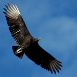 A Black Buzzard Flies Off Photographie