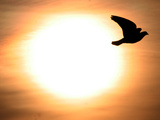A Pigeon Flies at Sunrise Near the Bulgarian Black Sea Town of Varna Photographie