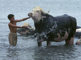 An Iraqi Boy Washes a Water Buffalo Photographic Print