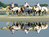 A Caravan of Racing Camels Return from a Morning Training Session Photographic Print