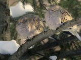 Two Mourning Doves Fluff up Their Feathers to Stay Warm Photographie