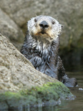A Sea Otter Looks out from Behind a Rock Fotografie-Druck