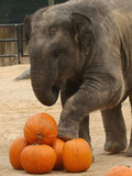 Kandula, a Two-Year-Old Male Asian Elephant, Prepares to Stomp on Pumpkins at the National Zoo Photographie