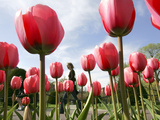 Tulips Bloom in the Public Gardens in Boston Photographic Print