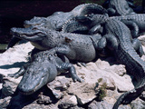 Alligators Bask in the Sun in Louisiana's Bayou Country Photographic Print