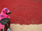 A Woman and Her Child Walks Past Drying Chilies Photographic Print