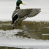 A Mallard Takes an Icy Bath Photographic Print