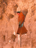 Carmine Bee-Eater, Okavango Delta, Botswana Photographie par Pete Oxford