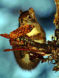 A Squirrel Hangs on as It Enjoys a Christmas Day Meal on the Mountain Path to Raven's Roost Photographic Print