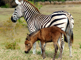 A Female Zebra Named Allison Frolicking with Her Foal Photographic Print