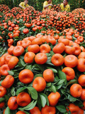 Vendors Clip Mandarin Oranges Trees as They Wait for Customers at a Shopping Mall Photographic Print
