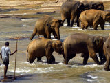 Pinnewala Elephant Orphanage Photographie
