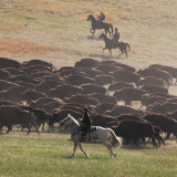 Buffalo Kick up Dust as Horseback Riders Keep Them Moving at the Custer State Park Buffalo Roundup Photographie