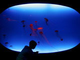 A Visitor Looks at the Jellyfish Called Brown Sea Nettle Photographie
