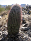A Barrel Cactus Photographic Print
