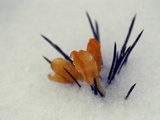 Crocus Peak Through the Icy Snow in Raleigh, N.C. Photographie