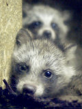 Two Raccoon Dog Pups Photographic Print