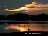 A Cormorant is Silhouetted Against the Waters of Lake Talquin Photographie