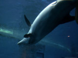 A Dolphin Swims Upside Down Photographic Print