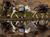 Two Donkeys Transports Ballot Boxes Photographie