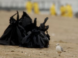 A Seagull Walks Past Refuse Bags Used to Collect Oil Blobs on the Beach Photographic Print