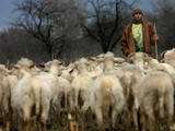 Ethnic Albanian Shepherd Herds His Sheep in the North-West Macedonian Village of Galata Photographic Print