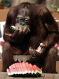 Six-Year-Old Male Orangutan Allan Eats a Piece of Watermelon at the Everland Amusement Park Photographie