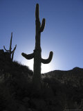 A Saguaro Cactus Backlit by the Morning Sun Photographic Print
