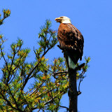 A Bald Eagle Sits Atop a Pine Tree Near Doughty Point Photographic Print